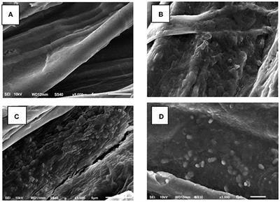 Rhizobacteria of Bali With Obvious Growth-Promoting Properties on Corn (Zea mays L.)